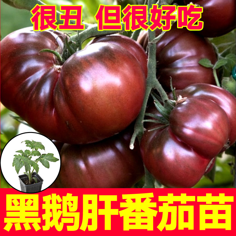 丑八怪大果黑鹅肝番茄秧苗带土马蹄牛排番茄种子四季盆栽老品种,鲜花速递/花卉仿真/绿植园艺,种苗/半成品盆栽,淘宝优惠券,粉丝福利购,淘宝优惠卷