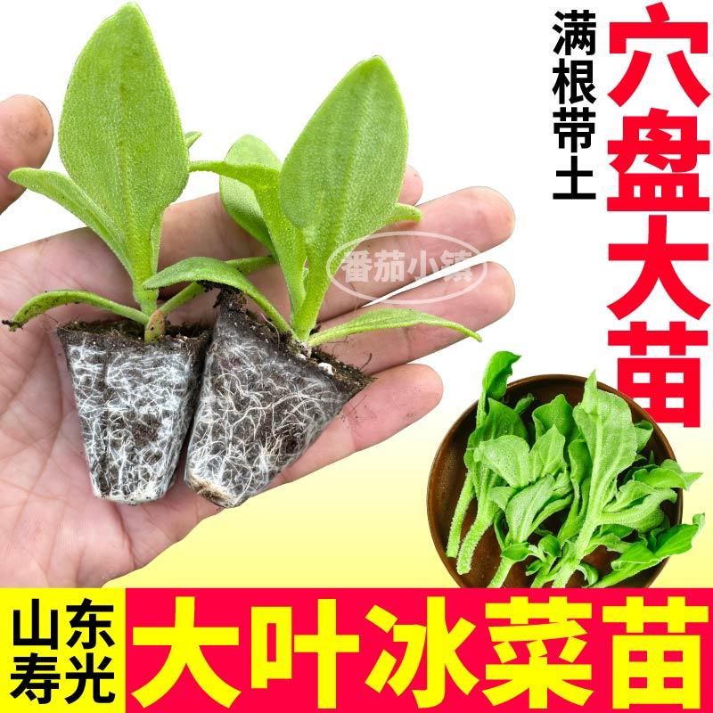 更大冰粒大叶水晶冰菜苗秧冰草种子带土四季盆栽阳台寿光苗场直发