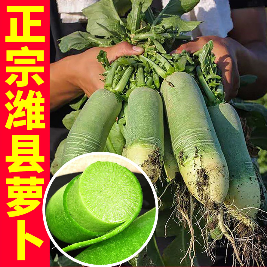 正宗潍县萝卜籽沙窝水果青萝卜种子凤梨五彩樱桃四季种子脆甜多汁