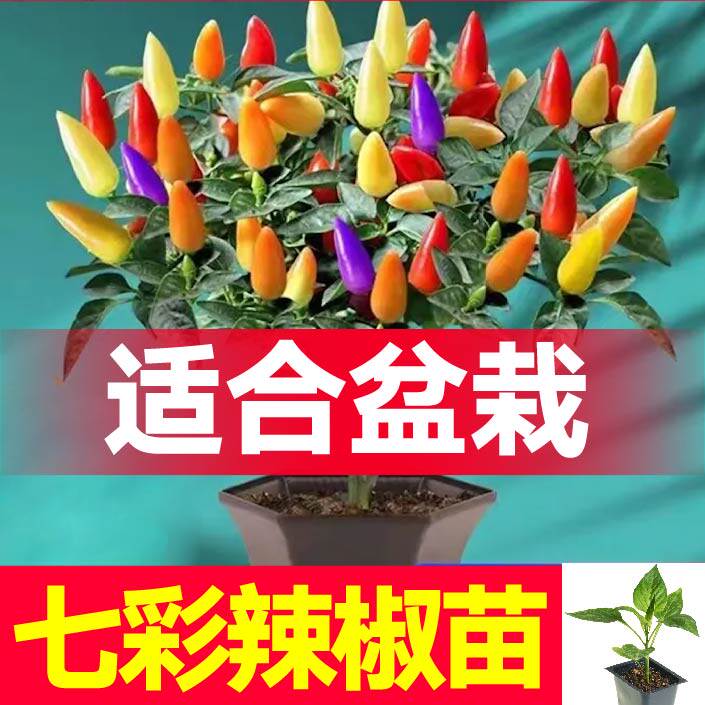 好看又好吃盆栽七彩小辣椒苗秧带土球观赏食用多彩五彩小辣椒种子