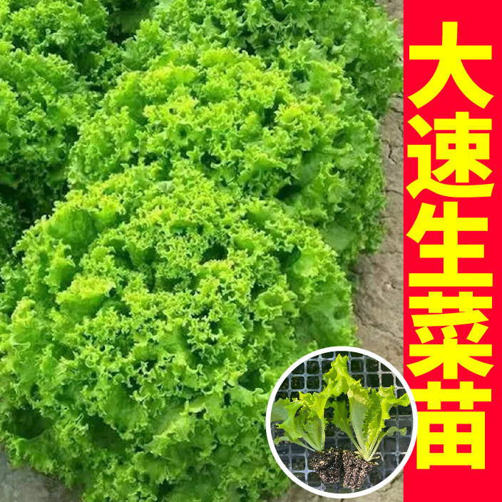 美国高产大速生苗秧带土球直立奶油红皱生菜四季春秋阳台盆栽种子