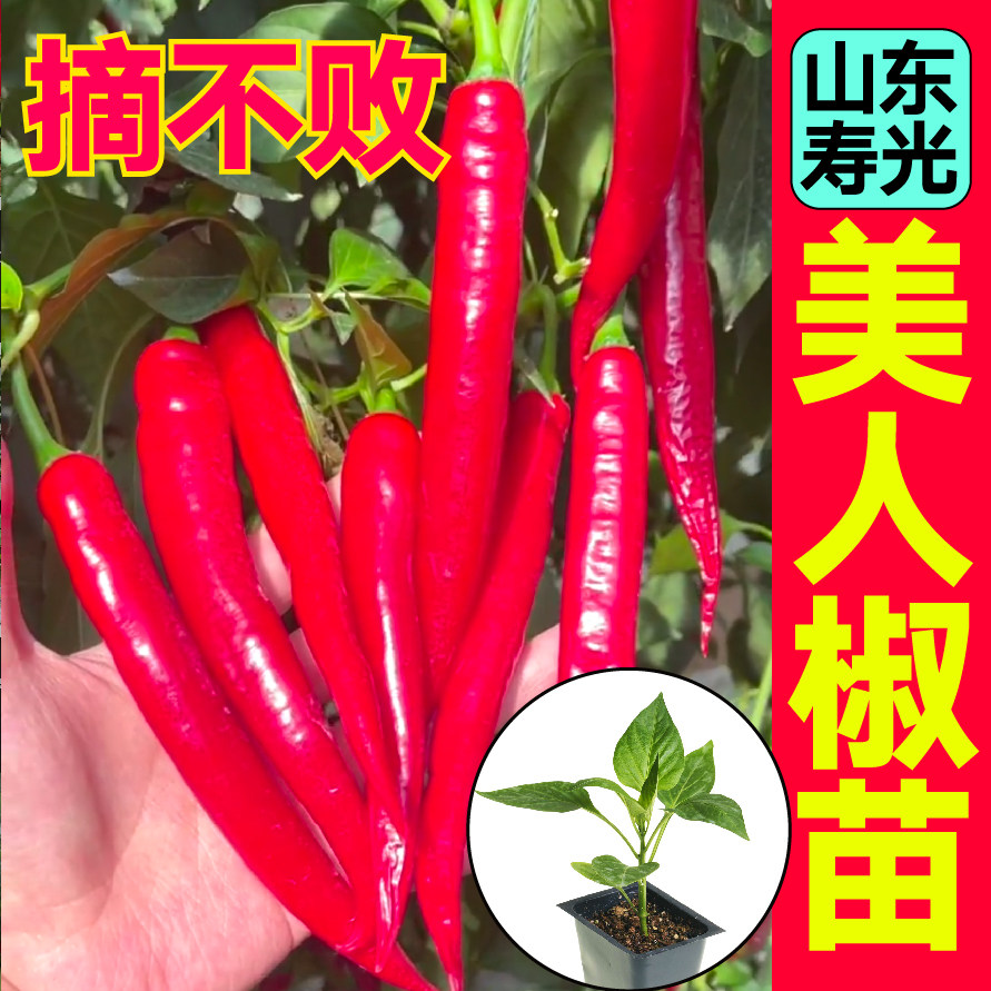 香辣美人椒秧苗带土球摘不败线椒朝天椒种子四季阳台盆栽干鲜两用