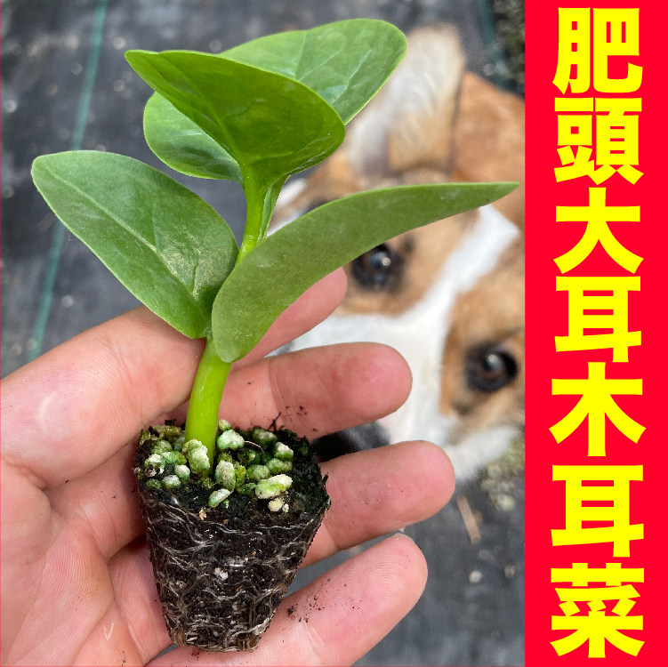 寿光特大圆叶木耳菜苗秧豆腐菜种子四季春秋盆栽带土易活肉厚脆嫩