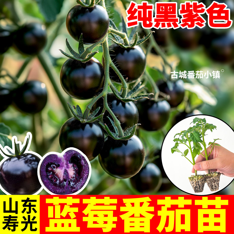 蓝莓番茄苗秧爆汁超甜纯黑紫色黑番茄黑玫瑰正宗红千禧圣女果种子
