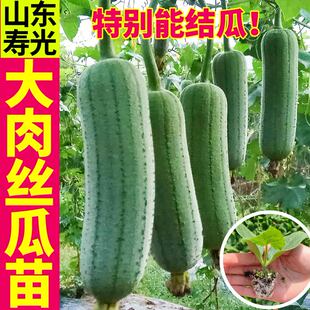 寿光短棒大肉丝瓜秧苗带土球八角棱丝瓜中绿长丝瓜种子四季盆栽苗
