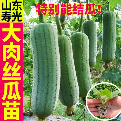 寿光短棒大肉丝瓜秧苗带土球八角棱丝瓜中绿长丝瓜种子四季盆栽苗