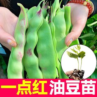 东北一点红宽油豆角苗秧带土球正宗四季无筋高产春秋长豇豆种子籽
