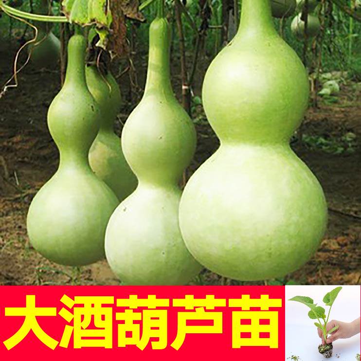观赏大酒葫芦苗秧八宝文玩手捻小亚腰小葫芦种子四季盆栽庭院阳台
