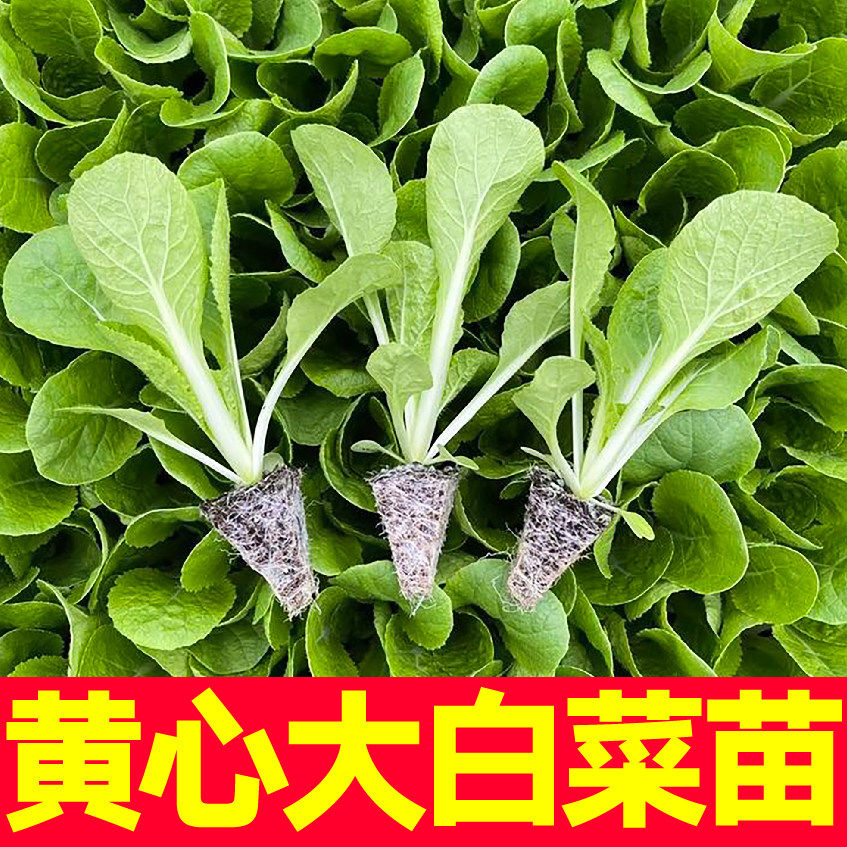 山东寿光黄心大白菜秧苗幼苗四季春秋蔬菜种子卷心实田地大棚盆栽