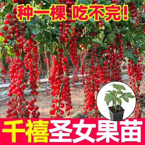 超甜千禧圣女果苗秧红千禧粉贝贝黑珍珠黄珍珠樱桃小番茄种子盆栽