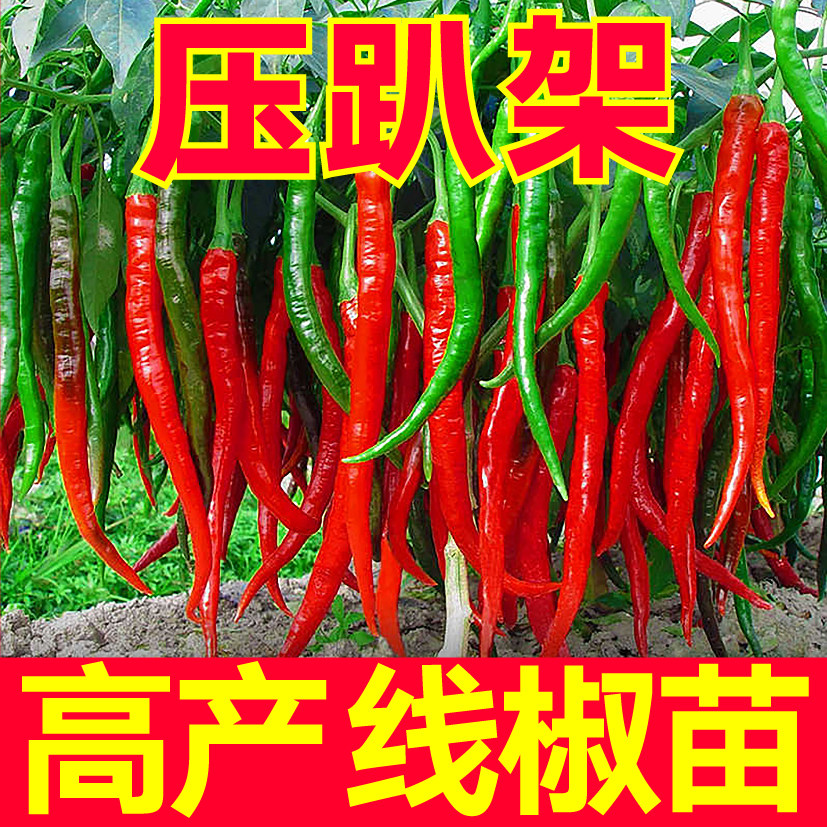 压趴架高产线椒苗秧带土辣椒种子朝天小米辣青尖甜椒特辣四季春秋