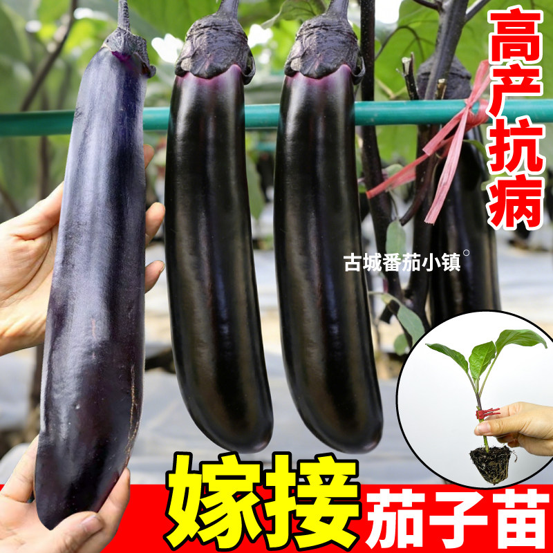 高产嫁接茄子秧苗抗病耐人耐寒大果美观黑亮长茄竹丝茄种子蔬菜苗