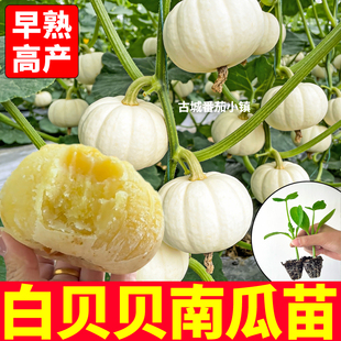 软糯香甜白贝贝南瓜苗秧寿光高产真绿贝贝黄贝贝种籽盆栽地栽种植