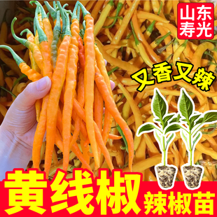 寿光黄线椒苗秧又香又辣四季黄紫绿线椒黄贡椒种子阳台盆栽小院