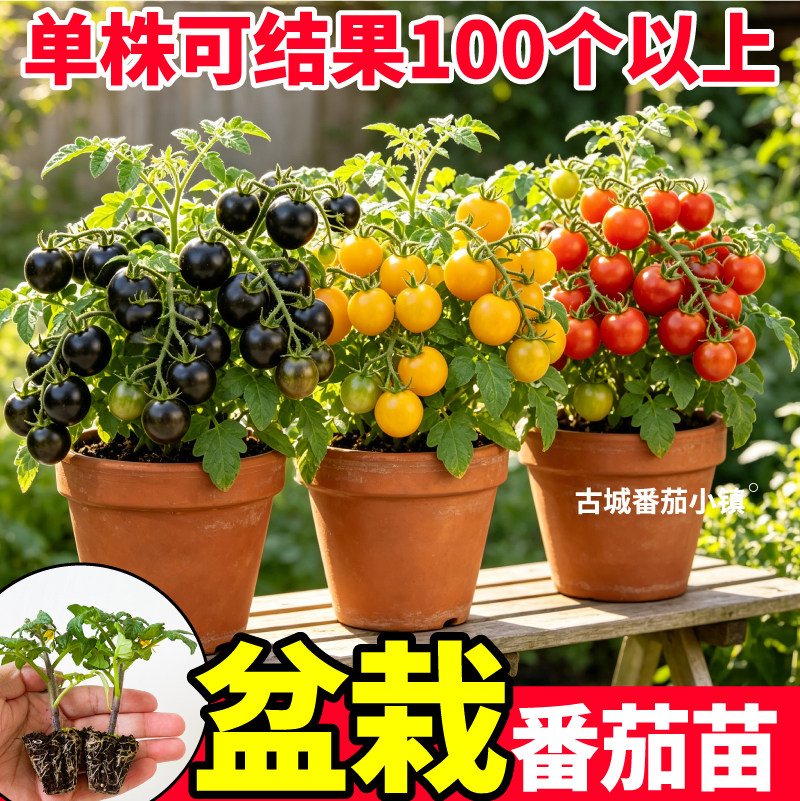 盆栽矮生番茄苗秧早熟高产四季室内外种植红黄黑番茄种子生吃番茄