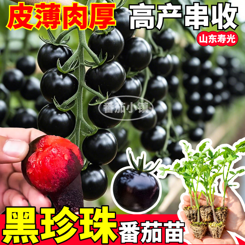 特高产黑珍珠番茄苗秧清甜爆汁红黄黑白圣女果种子阳台小院盆栽