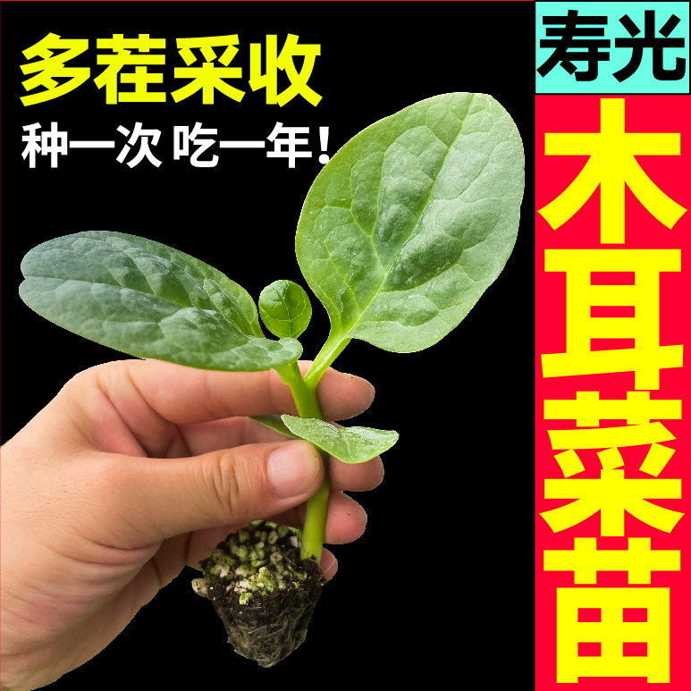 特大圆叶木耳菜秧苗带土球高产豆腐菜种子籽春秋四季盆栽多茬采收