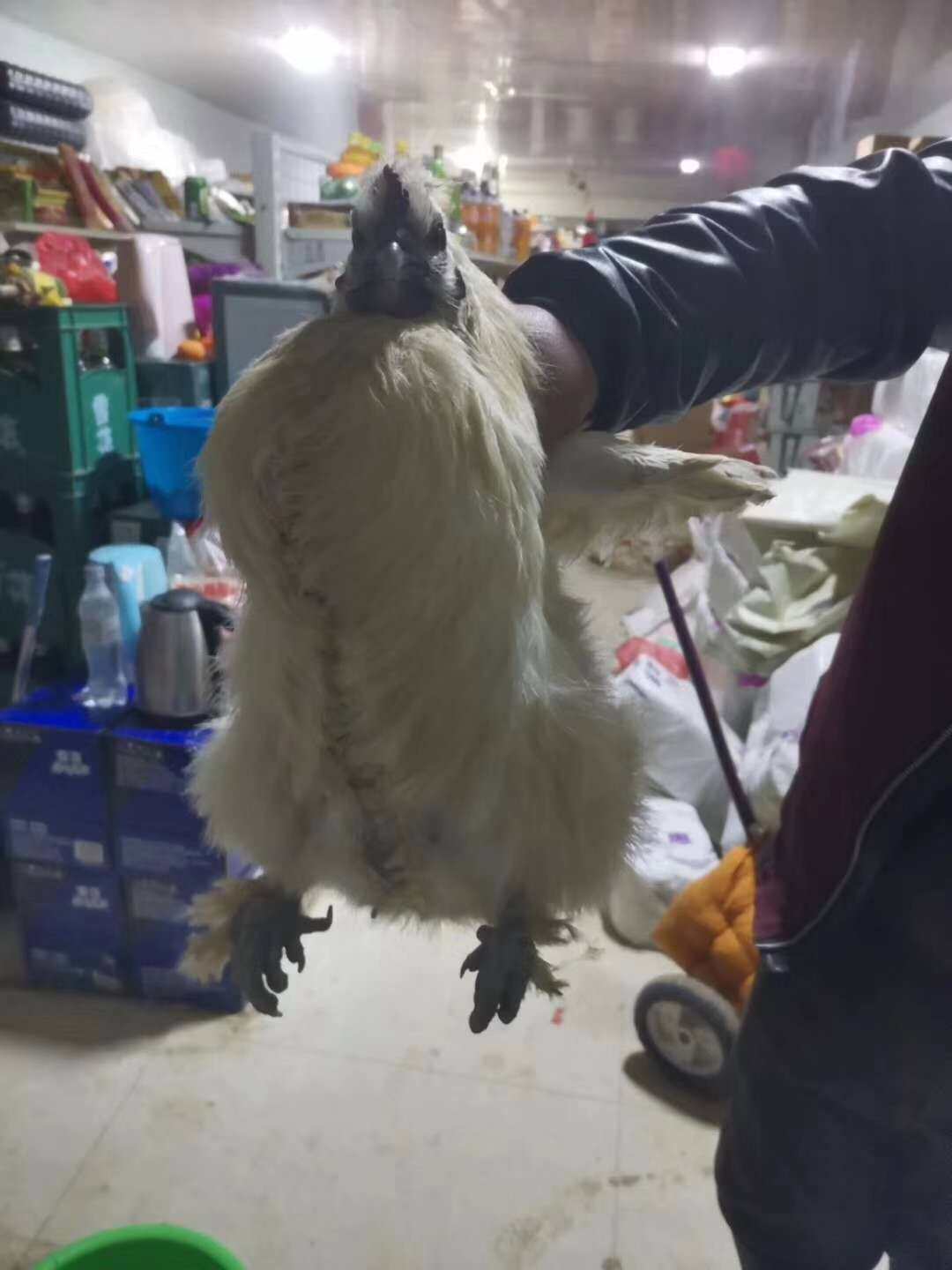 东北农村笨鸡乌鸡乌骨鸡孕妇下奶散养现杀农家新鲜老母鸡顺丰包邮
