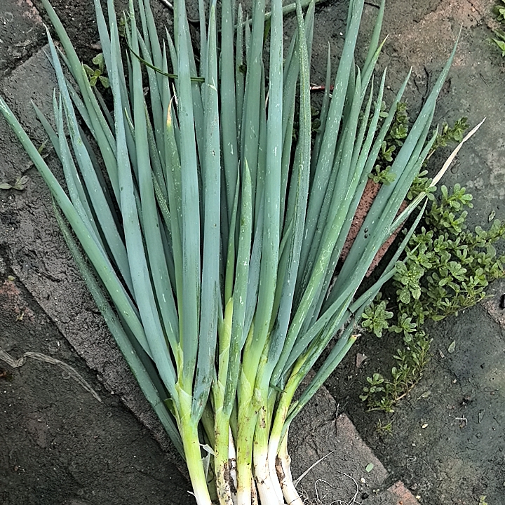 东北农家过冬大葱没有叶子顺丰包邮