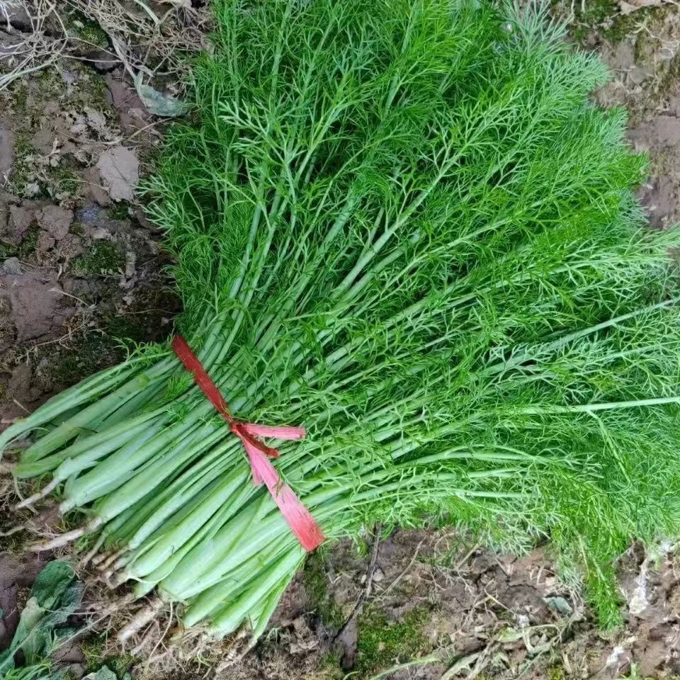 云南农家小茴香新鲜蔬菜现挖带根发货小茴香