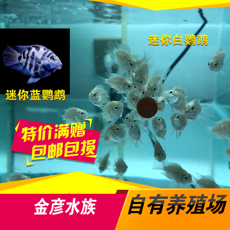 迷你蓝鹦鹉 迷你白鹦鹉 观赏鱼宠物鱼 满赠包邮灯科鱼活体免邮|ruв категории животное/Животное питание и принадлежностей, аквариум мира, рыба - от Buy2taobao.com для оказания профессиональной услуги покупки агента Taobao