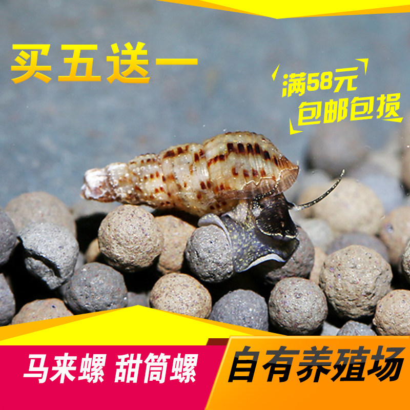 观赏螺马来螺甜筒螺活化鱼缸水族箱除藻螺工具螺宠物 满赠包邮