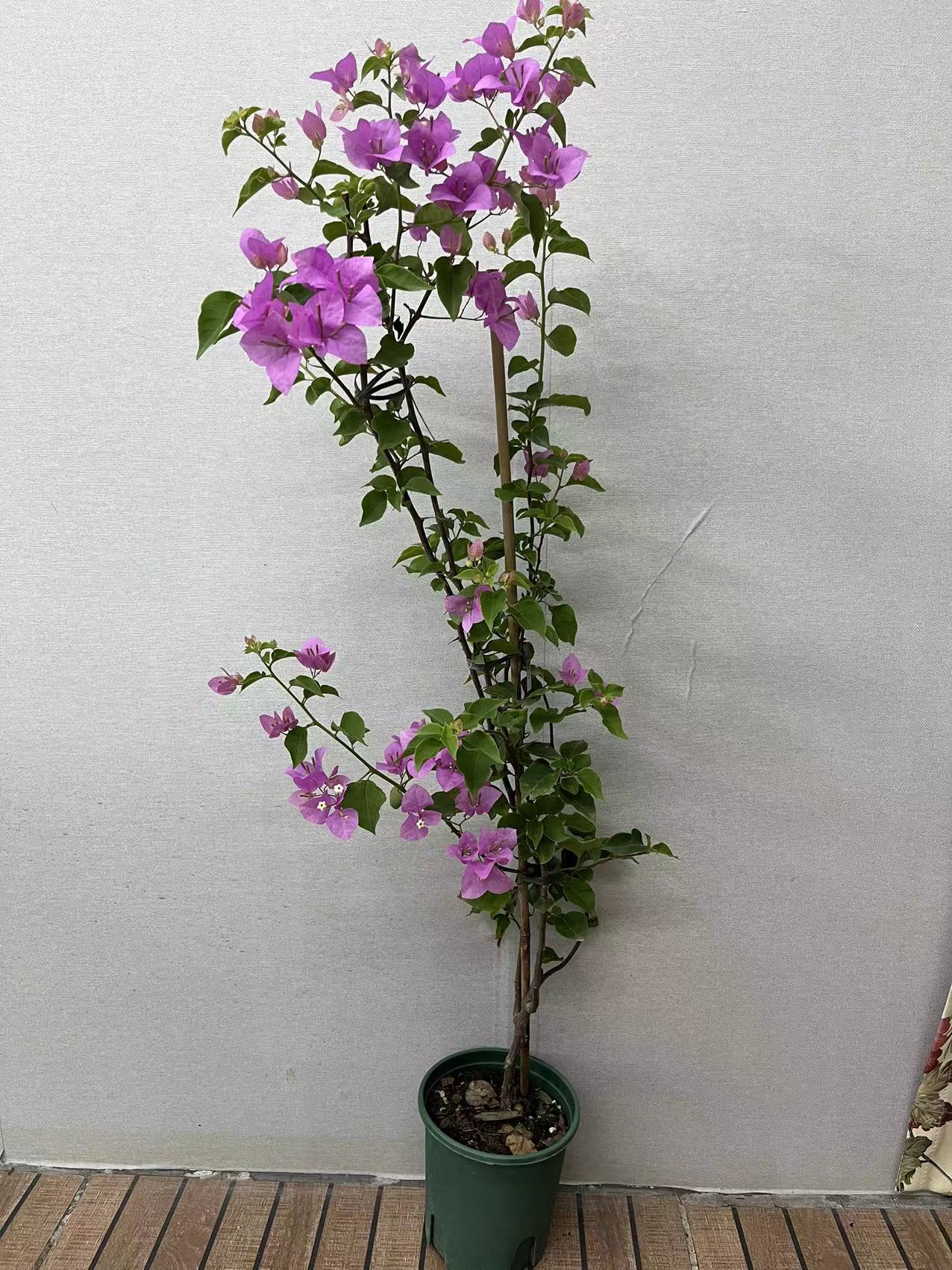 粉可爱三角梅原生苗 粉宝贝 荧光粉四季勤花 原盆原土新品推荐