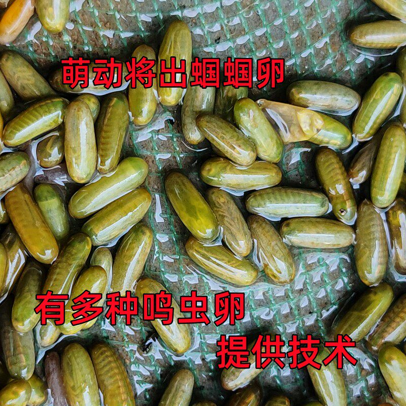 萌动蝈蝈卵铁皮山青翠绿平谷蝈蝈卵蛐蛐卵扎嘴竹蛉卵烟台绿卵幼虫