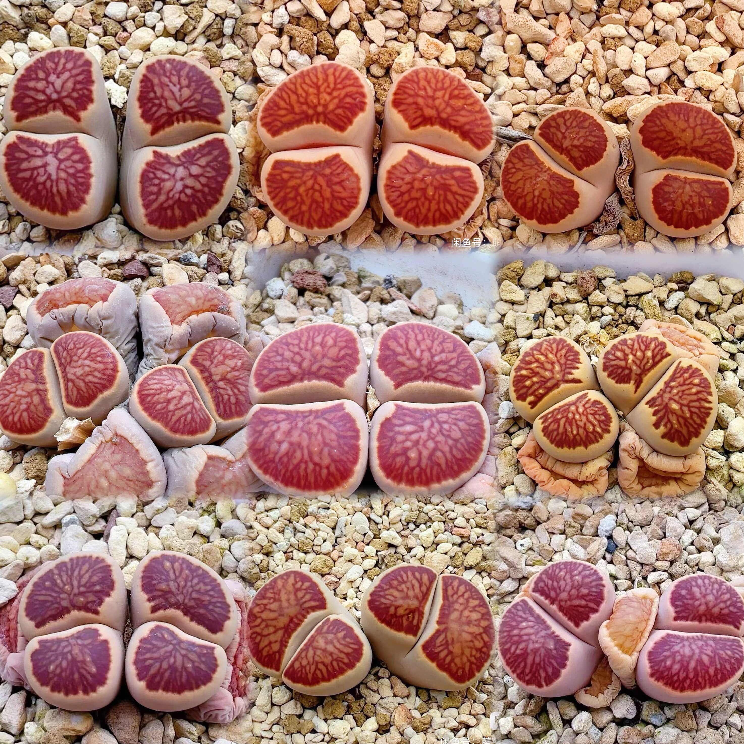 红窗菊母本多肉植物生石花屁屁花一物一拍肉锥组合新手套餐