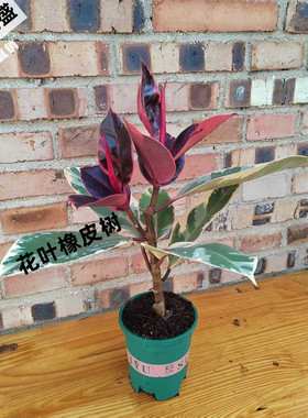 橡皮树红关公绿色好养绿植盆栽黑金刚客厅办公室桌面植物净化空气