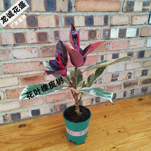 橡皮树红关公绿色好养绿植盆栽黑金刚客厅办公室桌面植物净化空气