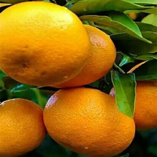 现摘桔子薄皮湖南石门蜜橘大芬四号无核蜜桔新鲜孕妇水果10斤包邮