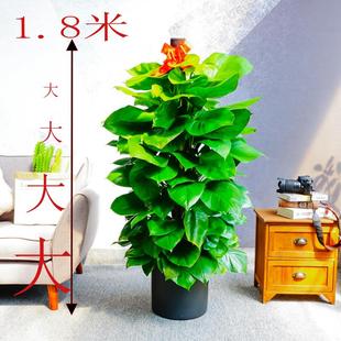 超大型1.8m大叶绿萝柱盆栽室内酒店大堂办公室净化空气绿植开业礼