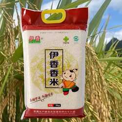 新疆兵团伊香香米伊犁察布查六十八团大米5kg 10kg粳米一级家用