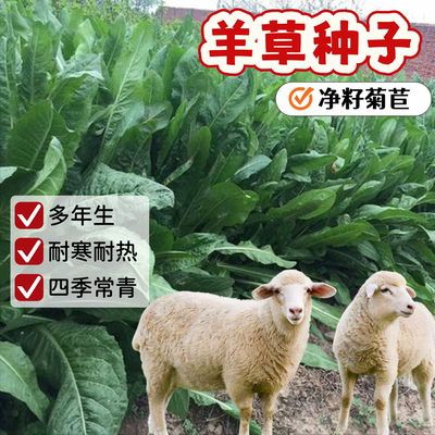 养羊专用草大叶将军菊苣菜羊草种