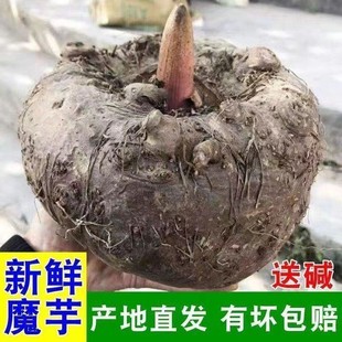 云南魔芋新鲜大个生魔芋魔芋豆腐原材料现挖现发大果灰菜送食用碱