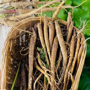 云南新鲜甜当归西归芹根整根散装独角归云当归现挖秦归西归煲汤