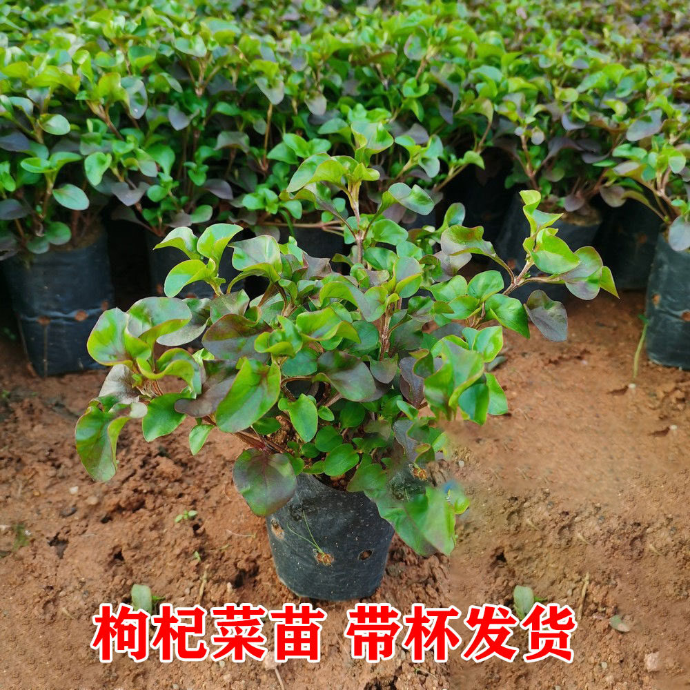健康蔬菜苗红枸杞苗带土红枸杞种子阳台地栽西洋菜黑枸杞种子