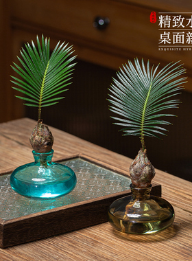 水培植物铁树小盆栽办公室内桌面创意好养易活绿植盆景一帆风顺