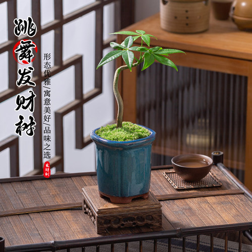 跳舞发财树盆栽趣味小盆景送底座