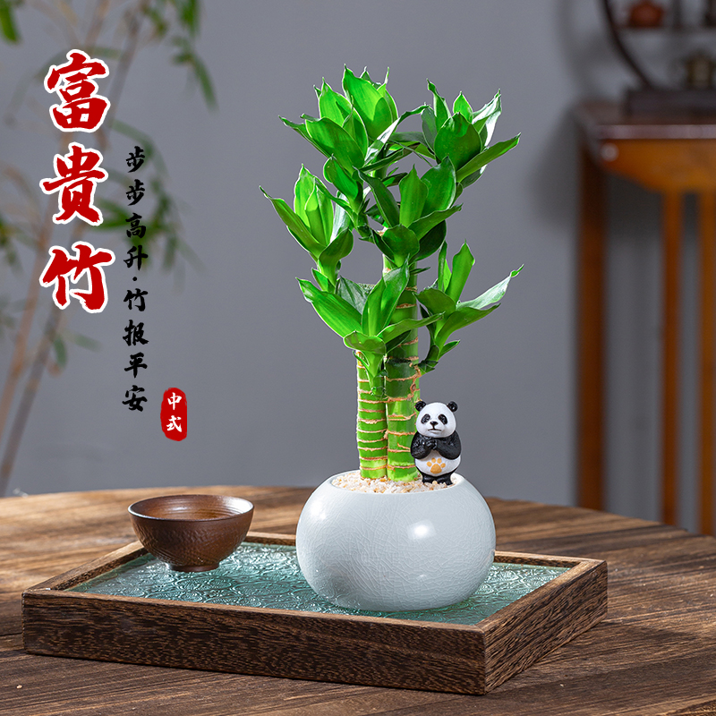 富贵竹盆栽室内好养+送底座摆件