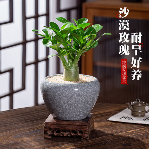耐旱好养沙漠玫瑰老桩室内阳台花