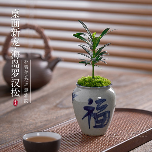 海岛罗汉松室内桌面茶桌小绿植