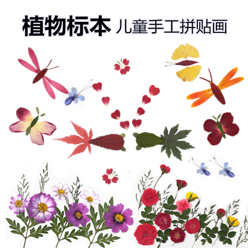 幼儿园小学生手工真树叶贴画 干花拼贴画 植物标本儿童手工课早教