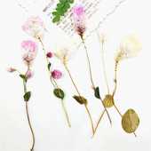 带枝鳞托菊 干花押花花瓣真树叶植物标本儿童书签蜡烛台灯绢扇