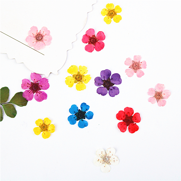 珍珠梅水仙植物标本花瓣妆