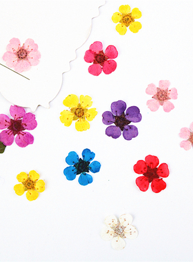 珍珠梅小星花小水仙  植物标本干花压花美甲用写真花瓣妆压花台灯