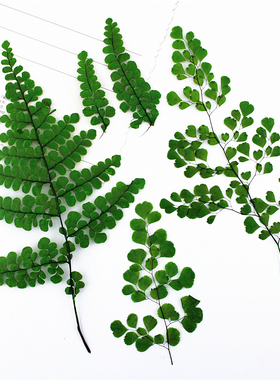 铁线蕨染绿色带枝叶片 真树叶植物标本 干花压花手机壳 树叶贴画