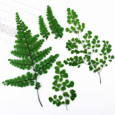 植物标本植物标本树叶