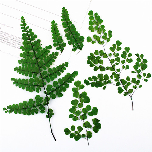 植物标本植物标本树叶